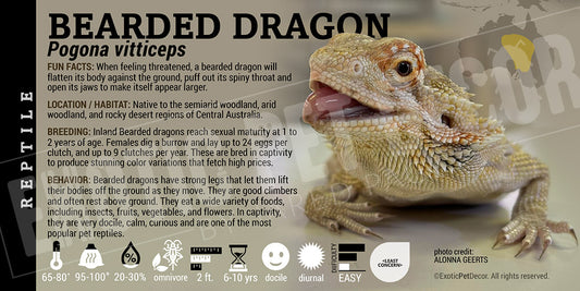 Pogona vitticeps 'Bearded Dragon' Lizard