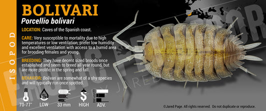 Porcellio bolivari isopod label