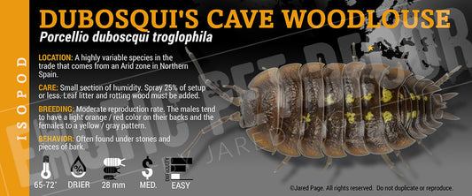 Porcellio dubosqui 'Dubosqui's Cave Woodlouse' isopod label