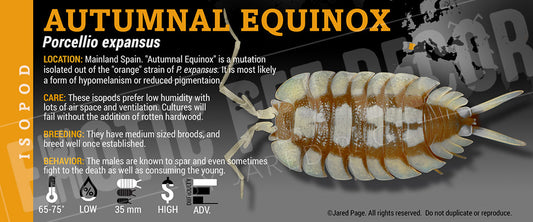 Porcellio expansus 'Autumnal Equinox' isopod label