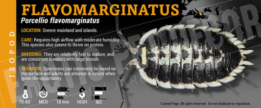 Porcellio flavomarginatus isopod label