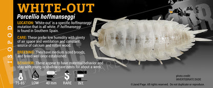 Porcellio hoffmannseggii 'Titan' isopod label label
