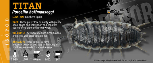 Porcellio hoffmanseggi 'Titan' isopod label label