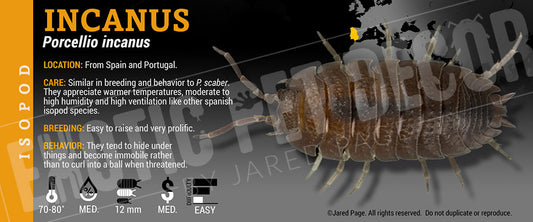 Porcellio incanus isopod label