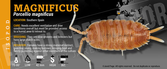 Porcellio magnificus isopod label