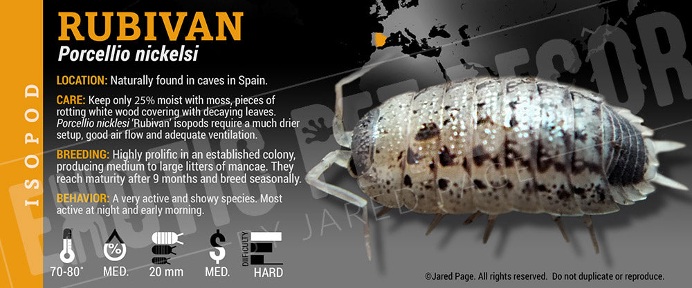 Porcellio nickelsi 'Rubivan' isopod label