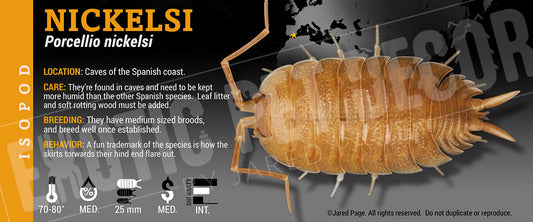 Porcellio nickelsi isopod label