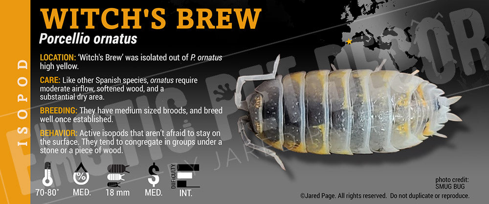 Porcellio ornatus 'Witch's Brew' isopod