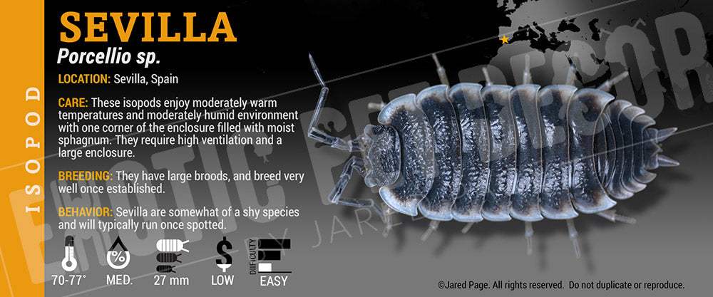 Porcellio sp. 'Sevilla' isopod label