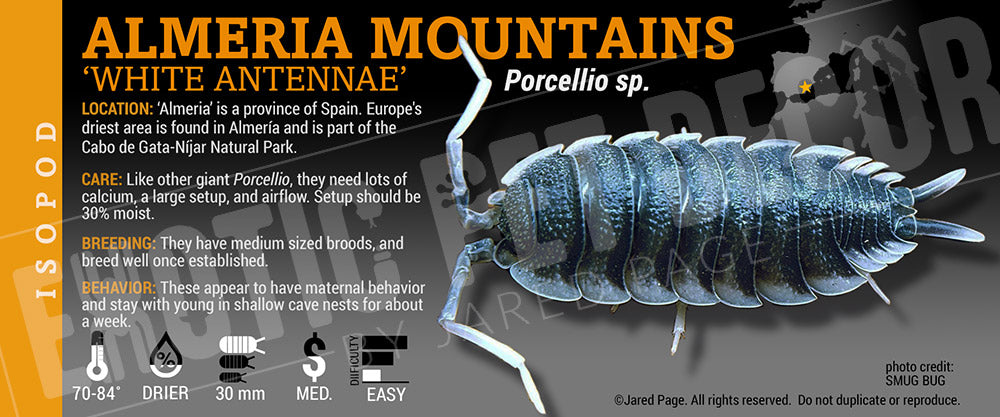 Porcellio sp 'Almeria Mountains White Antennae' isopod label