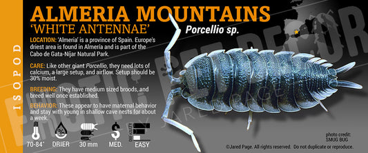 Porcellio sp 'Almeria Mountains White Antennae' isopod label