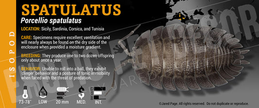 Porcellio spatulatus isopod label