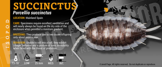 Porcellio succinctus isopod label