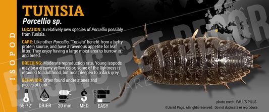 Porcellio tunisia isopod label