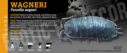 Porcellio wagneri isopod label