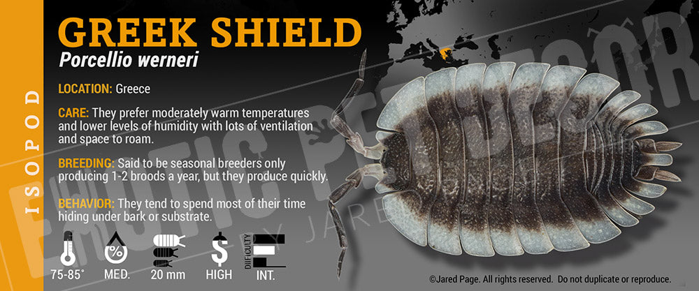 Porcellio werneri 'Greek Shield' isopod label