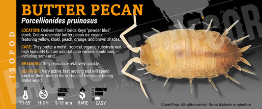 Porcellionides pruinosis 'Butter Pecan' isopod label