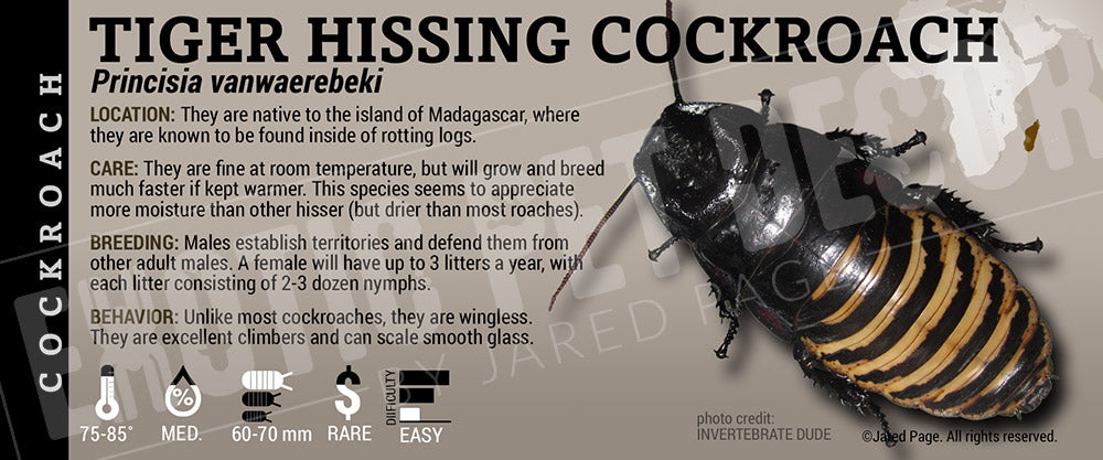Princisia vanwaerebeki 'Tiger Hissing' Roach