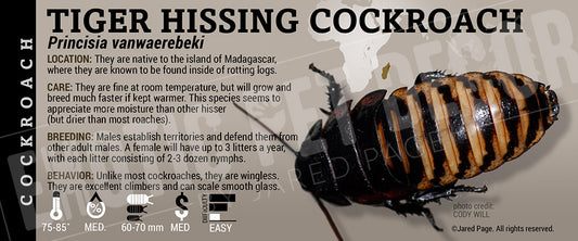 Princisia vanwaerebeki 'Tiger Hissing' Roach