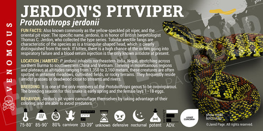 Protobothrops jerdonii 'Jerdon's Pit Viper'
