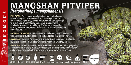Protobothrops mangshanensis 'Mangshan Pitviper'