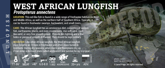 Protopterus annectens 'West African Lungfish' label