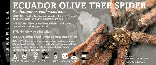 Psalmopoeus ecclesiasticus 'Ecuador Olive Tree Spider' Tarantula label