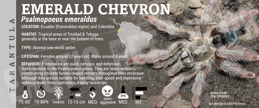Psalmopoeus emeraldus 'Emerald Chevron' Tarantula label