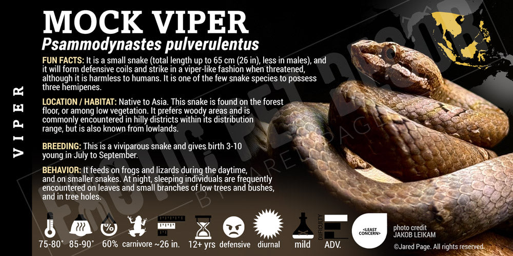 Psammodynastes pulverulentus 'Common Mock Viper' Snake