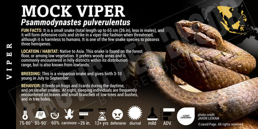 Psammodynastes pulverulentus 'Common Mock Viper' Snake