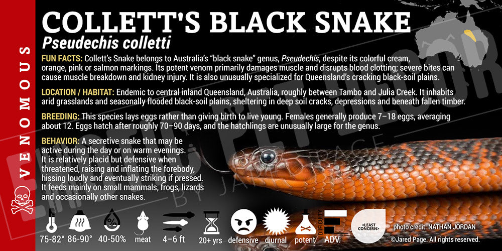 Pseudechis colletti 'Collett's Black Snake' label