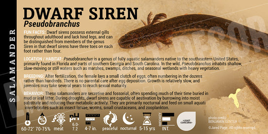 Pseudobranchus 'Dwarf Siren' Salamander label