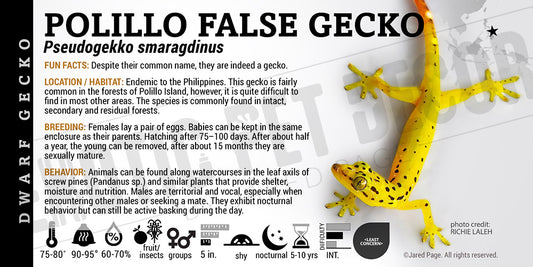Pseudogekko smaragdinus 'Polillo False' Gecko label