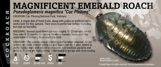 Pseudoglomeris magnifica :Cuc Phuong" 'Magnificent Emerald Roach' label