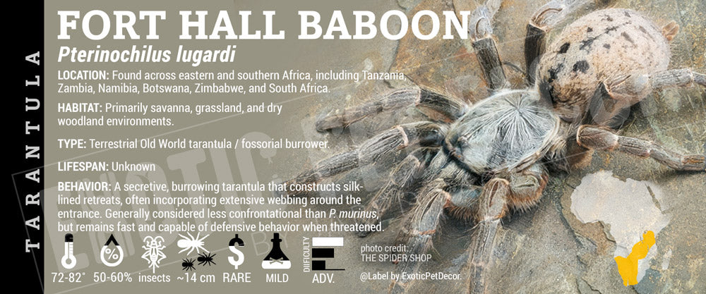 Pterinochilus lugardi 'Fort Hall Baboon' Tarantula label