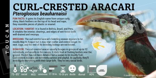 Pteroglossus beauharnaisii 'Curl-crested Aracari' bird label