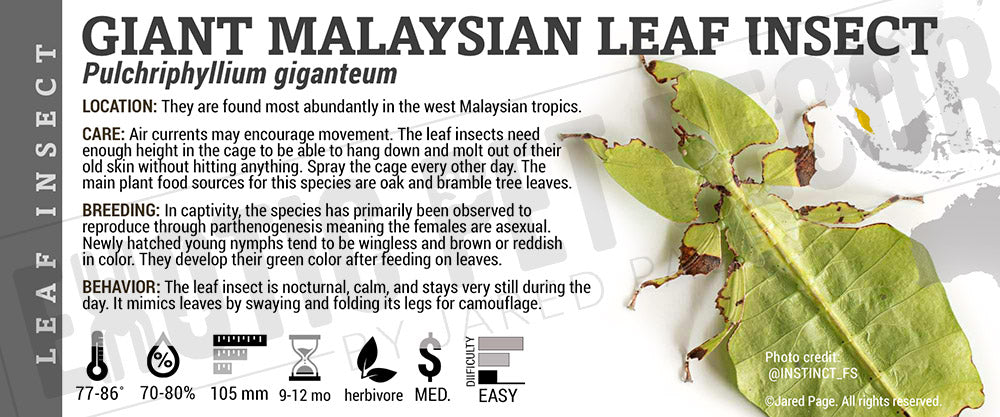 Pulchriphyllium giganteum 'Giant Malaysian Leaf' insect label