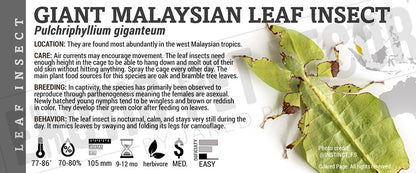 Pulchriphyllium giganteum 'Giant Malaysian Leaf' insect label