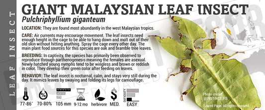 Pulchriphyllium giganteum 'Giant Malaysian Leaf' insect label