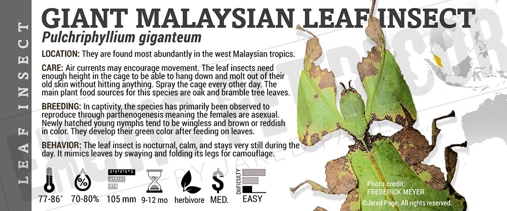 Pulchriphyllium giganteum 'Giant Malaysian Leaf' insect label