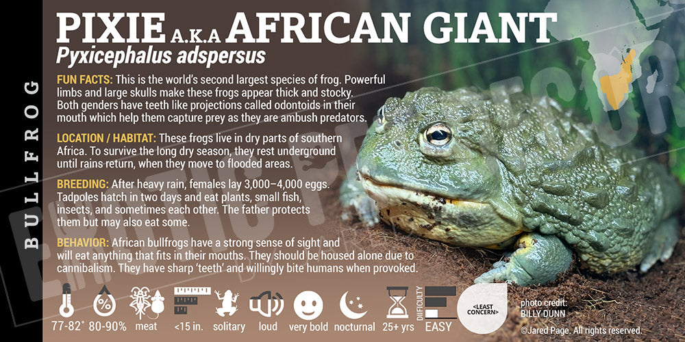 Pyxicephalus adspersus 'Pixie African Bullfrog' Cards and Enclosure ...