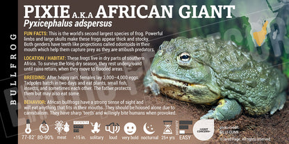 Pyxicephalus adspersus 'Pixie African Bullfrog'