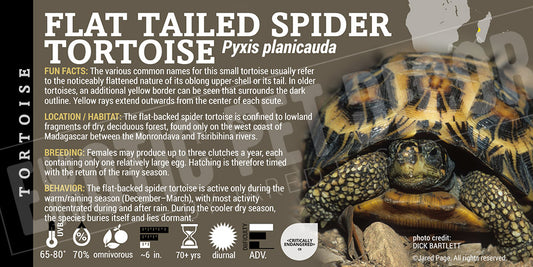 Pyxis planicauda 'Flat-Tailed Spider' Tortoise