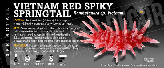 Rambutanura sp. 'Vietnam Red Spiky' Springtail label