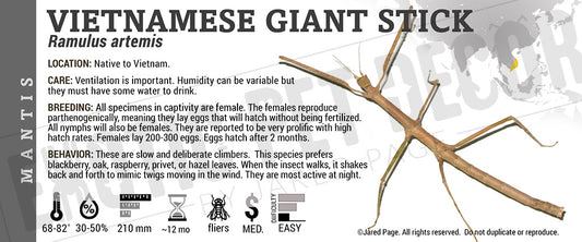 Ramulus artemis 'Vietnamese Giant Stick' Insect