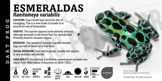 Ranitomeya variabilis 'Esmeraldas' Dart Frog Card