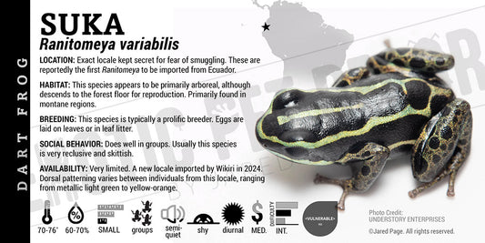 Ranitomeya variabilis 'Suka' Dart Frog Card