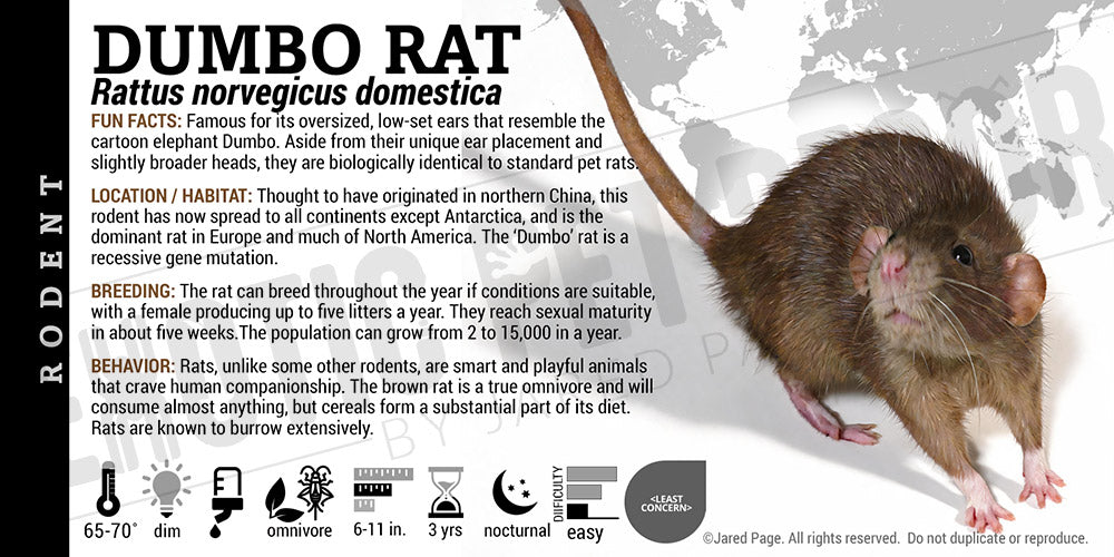 Rattus norvegicus domestica 'Dumbo Rat' label