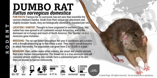 Rattus norvegicus domestica 'Dumbo Rat' label