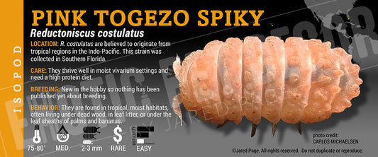 Reductoniscus costulatus 'Pink Togezo Spiky' isopod label